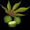 Castor oil
