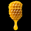 Beeswax / CoperniciaCerifera